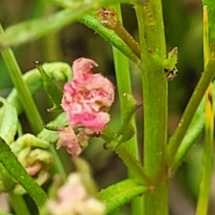 Haloragis heterophylla at Fraser, ACT - 15 Nov 2022 04:25 PM