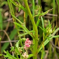 Haloragis heterophylla at Fraser, ACT - 15 Nov 2022