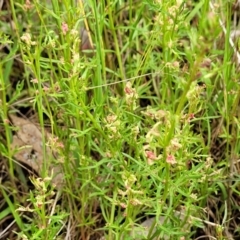 Haloragis heterophylla at Fraser, ACT - 15 Nov 2022