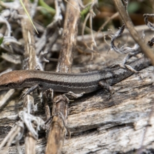 Lampropholis guichenoti at Paddys River, ACT - 15 Nov 2022