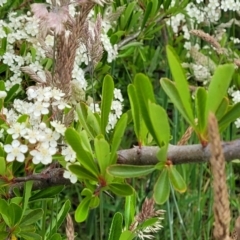 Pyracantha crenulata at Fraser, ACT - 15 Nov 2022