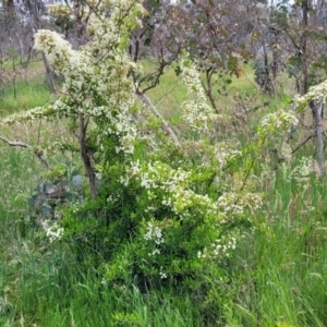 Pyracantha crenulata at Fraser, ACT - 15 Nov 2022 04:23 PM