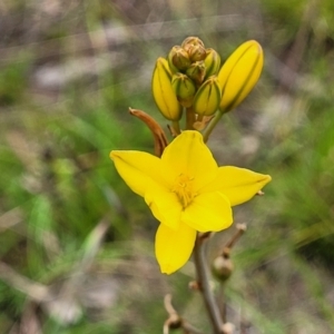 Bulbine bulbosa at Fraser, ACT - 15 Nov 2022 04:22 PM