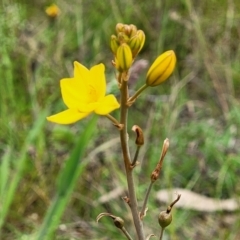 Bulbine bulbosa at Fraser, ACT - 15 Nov 2022 04:22 PM