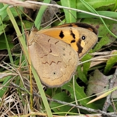 Heteronympha merope (Common Brown Butterfly) at Dunlop Grasslands - 15 Nov 2022 by trevorpreston
