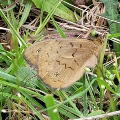 Heteronympha merope at Fraser, ACT - 15 Nov 2022 04:19 PM