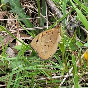 Heteronympha merope at Fraser, ACT - 15 Nov 2022 04:19 PM