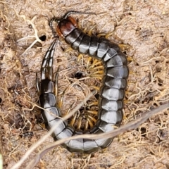 Cormocephalus sp.(genus) (Scolopendrid Centipede) at Dunlop Grasslands - 15 Nov 2022 by trevorpreston