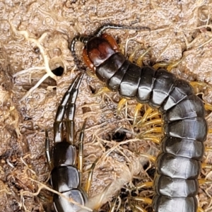 Cormocephalus sp.(genus) at Fraser, ACT - 15 Nov 2022