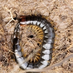 Cormocephalus sp.(genus) at Fraser, ACT - 15 Nov 2022