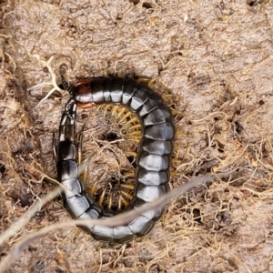 Cormocephalus sp.(genus) at Fraser, ACT - 15 Nov 2022