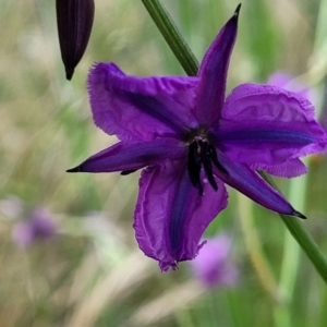 Arthropodium fimbriatum at Fraser, ACT - 15 Nov 2022