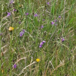 Arthropodium fimbriatum at Fraser, ACT - 15 Nov 2022 04:16 PM