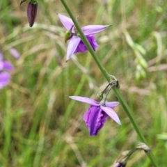 Arthropodium fimbriatum at Fraser, ACT - 15 Nov 2022 04:16 PM