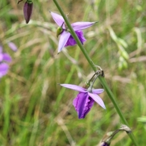 Arthropodium fimbriatum at Fraser, ACT - 15 Nov 2022