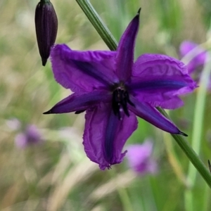 Arthropodium fimbriatum at Fraser, ACT - 15 Nov 2022