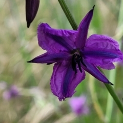 Arthropodium fimbriatum at Fraser, ACT - 15 Nov 2022 04:16 PM