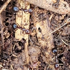 Papyrius sp. (genus) (A Coconut Ant) at Fraser, ACT - 15 Nov 2022 by trevorpreston