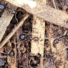 Papyrius sp. (genus) at Fraser, ACT - 15 Nov 2022