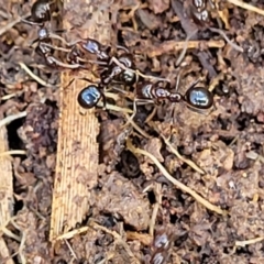 Papyrius sp. (genus) at Fraser, ACT - 15 Nov 2022