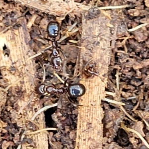 Papyrius sp. (genus) at Fraser, ACT - 15 Nov 2022