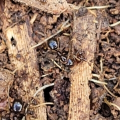 Papyrius sp. (genus) at Fraser, ACT - 15 Nov 2022