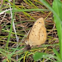 Heteronympha merope (Common Brown Butterfly) at Dunlop Grasslands - 15 Nov 2022 by trevorpreston