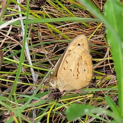 Heteronympha merope (Common Brown Butterfly) at Dunlop Grasslands - 15 Nov 2022 by trevorpreston