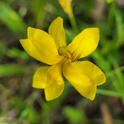 Goodenia pinnatifida (Scrambled Eggs) at Fraser, ACT - 15 Nov 2022 by trevorpreston