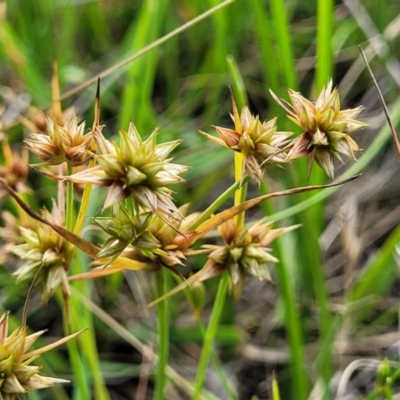 Juncus capitatus (Dwarf Rush) at Fraser, ACT - 15 Nov 2022 by trevorpreston