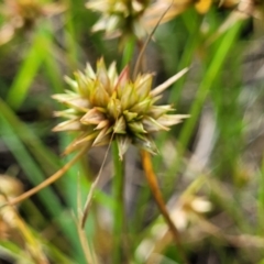 Juncus capitatus at Fraser, ACT - 15 Nov 2022