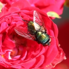 Lucilia cuprina (Australian sheep blowfly) at Clyde Cameron Reserve - 15 Nov 2022 by KylieWaldon