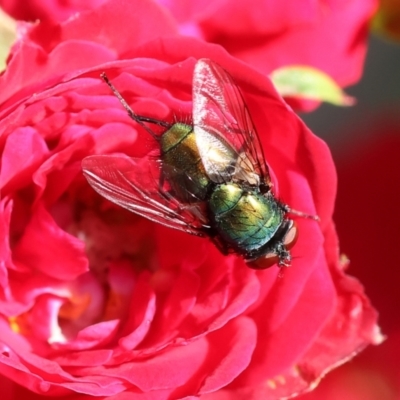 Lucilia cuprina (Australian sheep blowfly) at Wodonga, VIC - 15 Nov 2022 by KylieWaldon