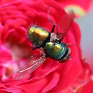 Lucilia cuprina at Wodonga, VIC - 15 Nov 2022 06:01 PM