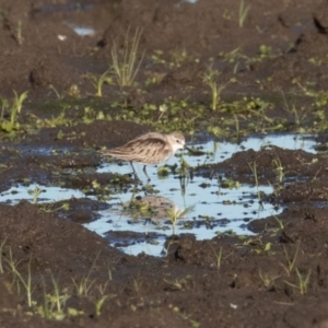 Calidris ruficollis at Fyshwick, ACT - 15 Nov 2022 06:12 PM