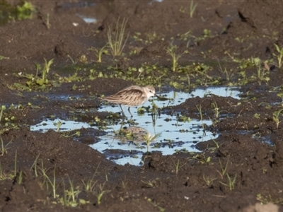 Calidris ruficollis (Red-necked Stint) at Fyshwick, ACT - 15 Nov 2022 by rawshorty