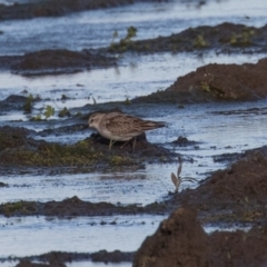 Calidris ruficollis at Fyshwick, ACT - 15 Nov 2022 06:12 PM