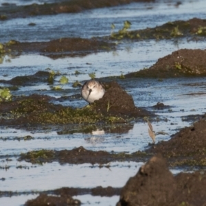 Calidris ruficollis at Fyshwick, ACT - 15 Nov 2022 06:12 PM