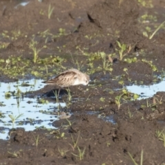 Calidris ruficollis at Fyshwick, ACT - 15 Nov 2022 06:12 PM