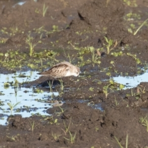 Calidris ruficollis at Fyshwick, ACT - 15 Nov 2022 06:12 PM