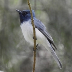 Myiagra rubecula (Leaden Flycatcher) at Uriarra Recreation Reserve - 15 Nov 2022 by JohnBundock