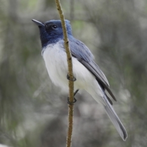 Myiagra rubecula at Stromlo, ACT - 15 Nov 2022