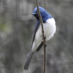 Myiagra rubecula at Stromlo, ACT - 15 Nov 2022