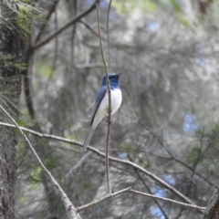 Myiagra rubecula at Stromlo, ACT - 15 Nov 2022 12:07 PM