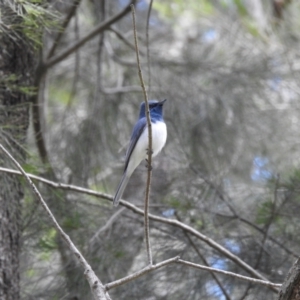 Myiagra rubecula at Stromlo, ACT - 15 Nov 2022