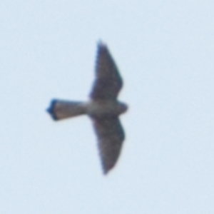 Falco cenchroides at Bungonia, NSW - 12 Nov 2022 03:08 PM