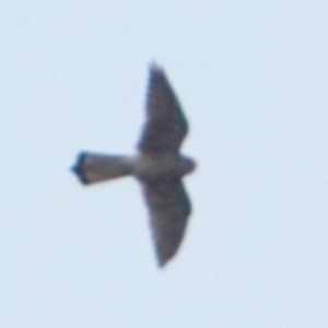 Falco cenchroides at Bungonia, NSW - 12 Nov 2022