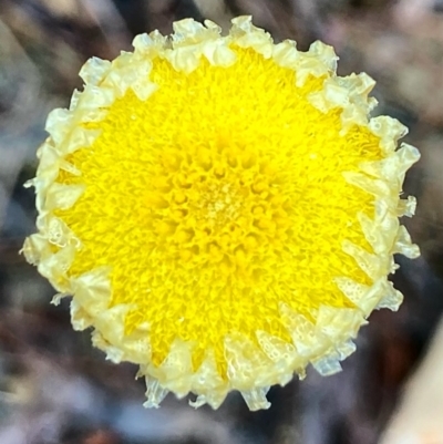Coronidium sp. at Kowen, ACT - 15 Nov 2022 by Komidar