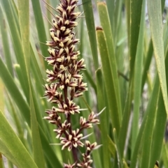 Lomandra longifolia (Spiny-headed Mat-rush, Honey Reed) at Kowen, ACT - 14 Nov 2022 by Komidar