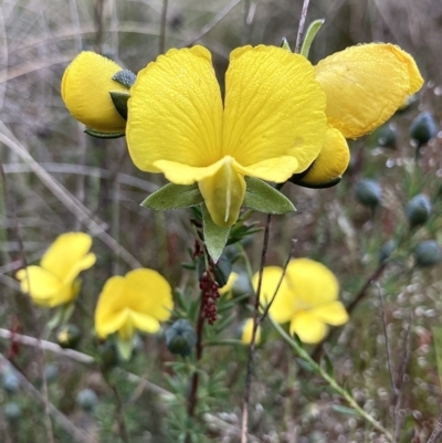 Gompholobium huegelii (pale wedge–pea) at Kowen, ACT - 15 Nov 2022 by Komidar